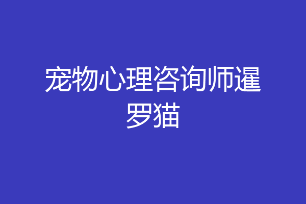 宠物心理咨询师暹罗猫