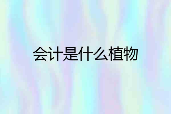会计是什么植物