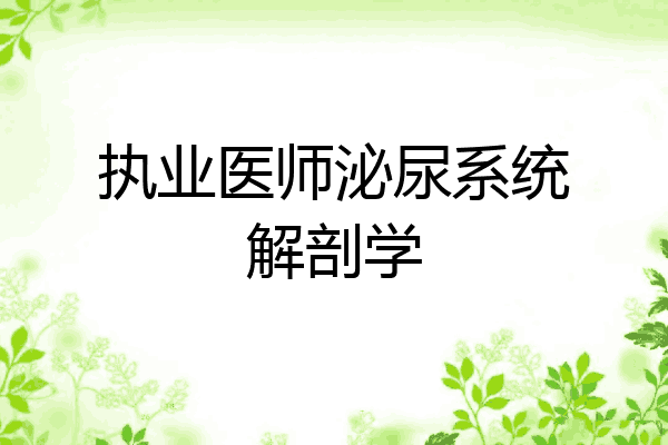 执业医师泌尿系统解剖学