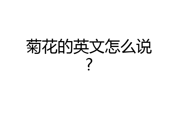 菊花的英文怎么说?