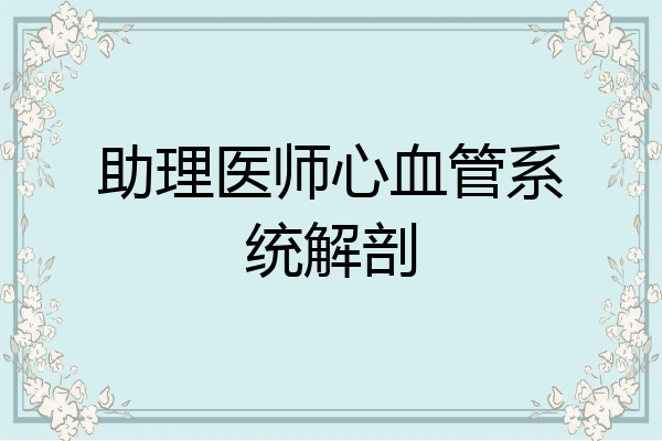 助理医师心血管系统解剖