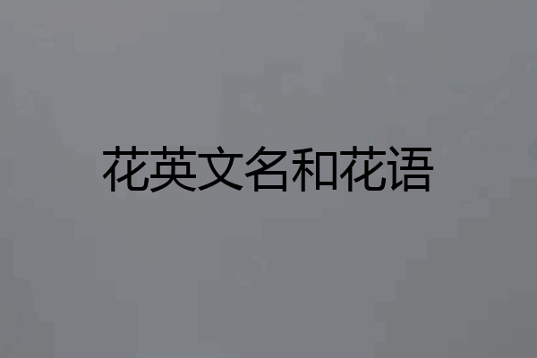 花英文名和花语