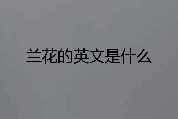 兰花的英文是什么