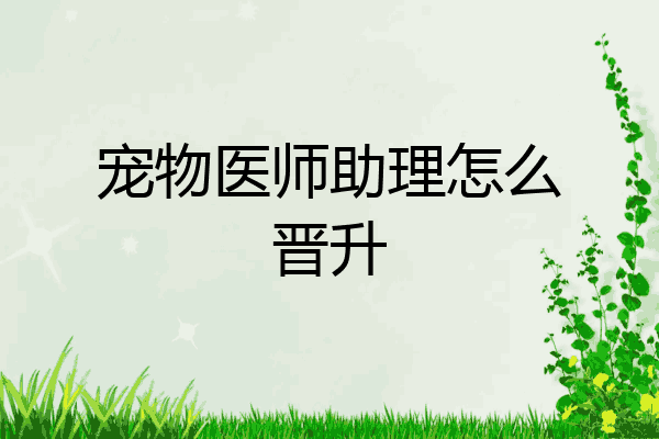 宠物医师助理怎么晋升